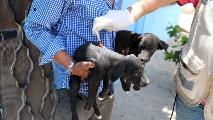 Región Centro sin casos de rickettsiosis; mantienen acciones preventivas