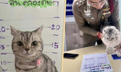 Policía de Tailandia arresta a un gato por atacar a los agentes