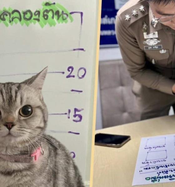Policía de Tailandia arresta a un gato por atacar a los agentes