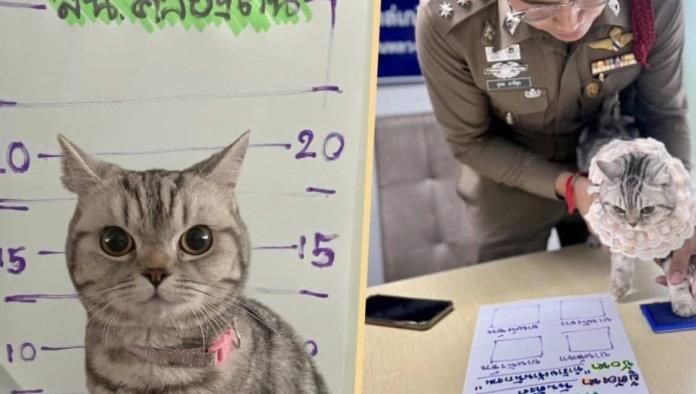 Policía de Tailandia arresta a un gato por atacar a los agentes
