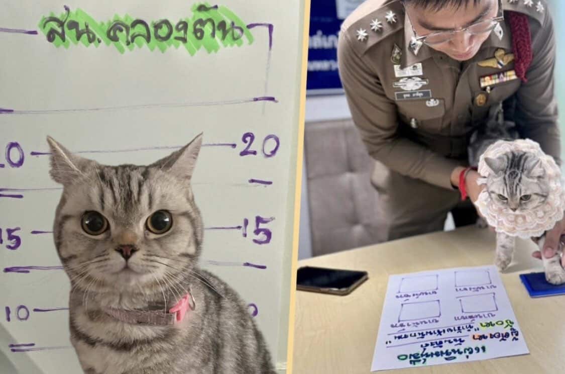 Policía de Tailandia arresta a un gato por atacar a los agentes