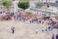Crueldad disfrazada de fiesta: amarran cohetes a gatos en rodeo de Guanajuato