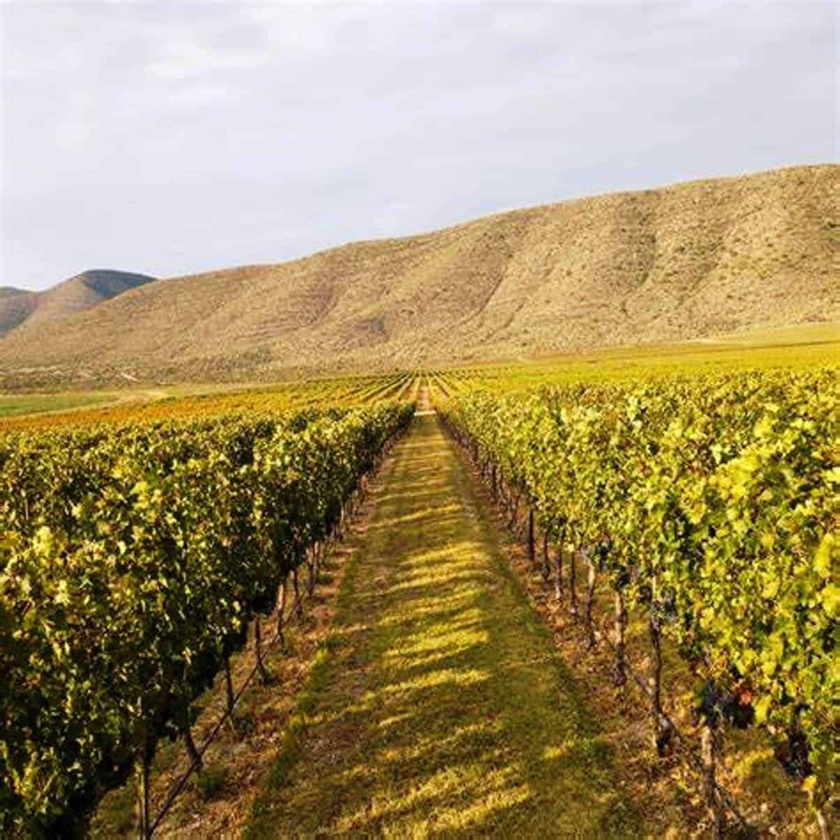 Alistan relanzamiento de Ruta Vinos y Dinos 