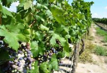 Alistan relanzamiento de Ruta Vinos y Dinos 