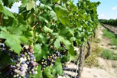 Alistan relanzamiento de Ruta Vinos y Dinos 