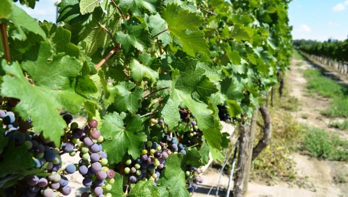 Alistan relanzamiento de Ruta Vinos y Dinos 