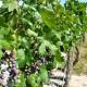 Alistan relanzamiento de Ruta Vinos y Dinos 