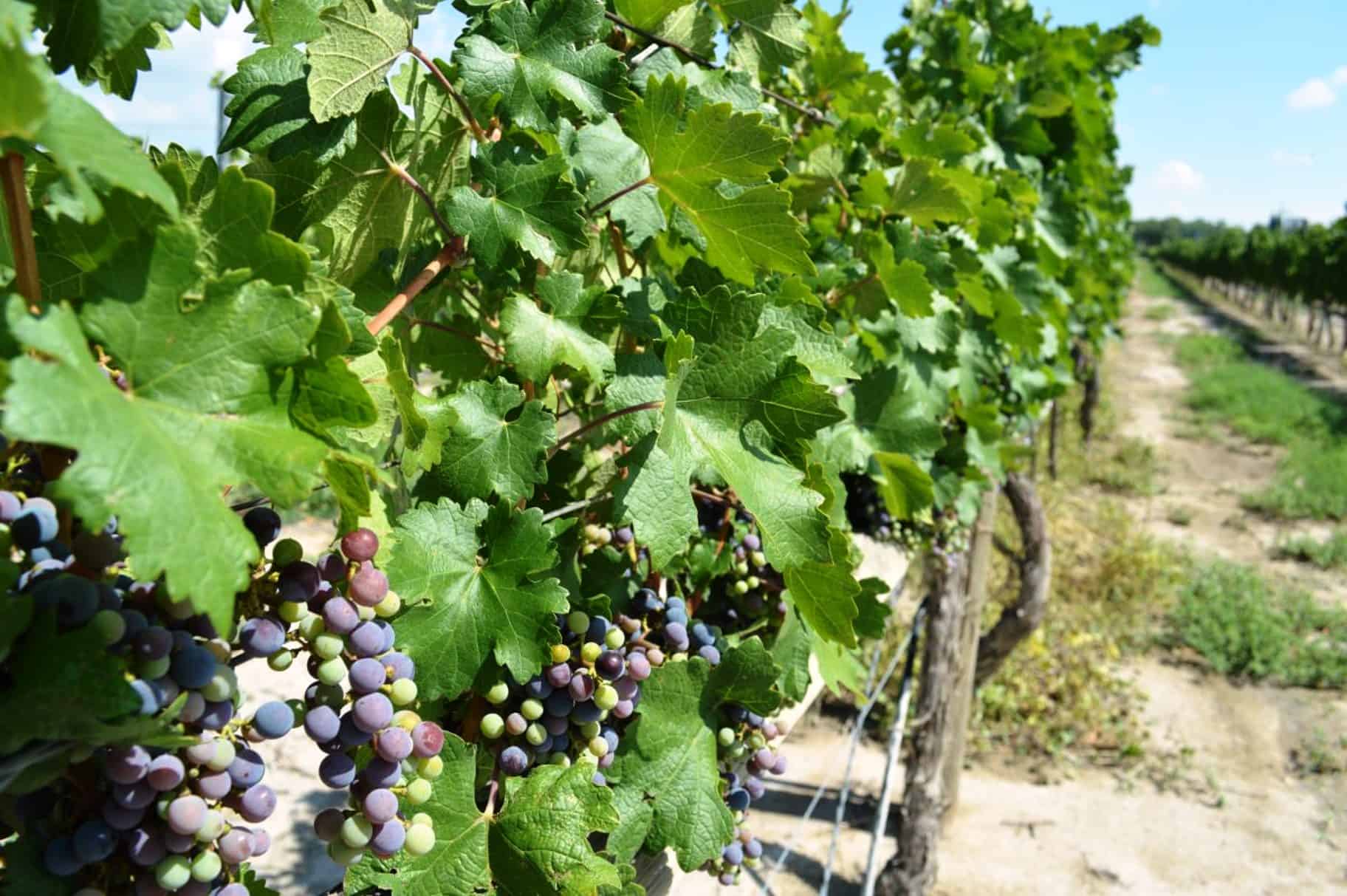 Alistan relanzamiento de Ruta Vinos y Dinos 