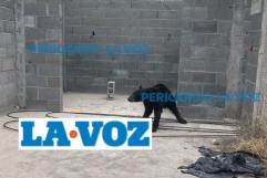 Protección Civil captura a osezno en colonia de Monclova y lo traslada al Ecoparque