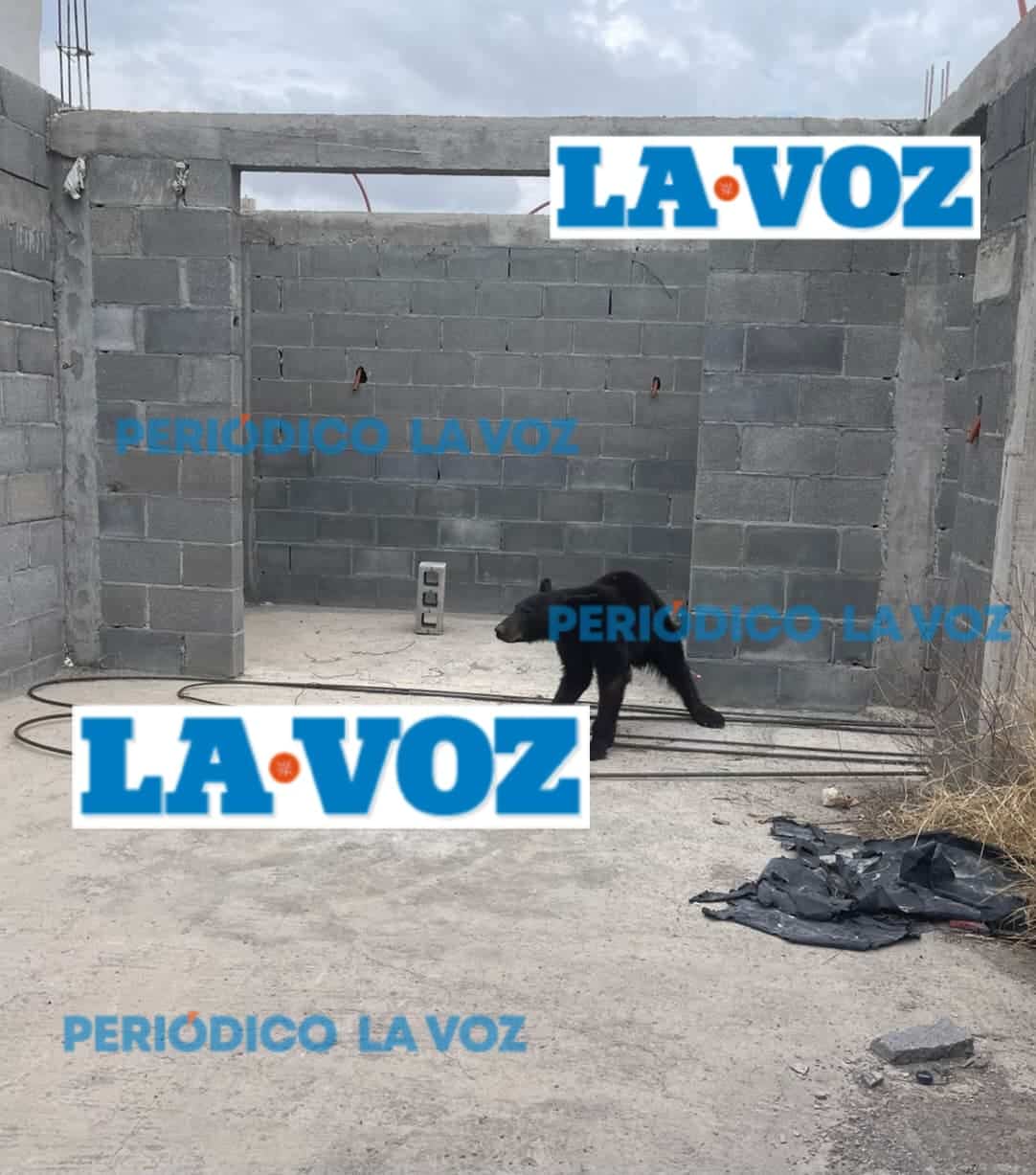 Protección Civil captura a osezno en colonia de Monclova y lo traslada al Ecoparque
