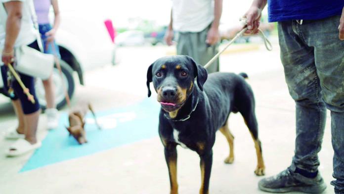 Coahuila controla la rabia desde 2003 con programas de esterilización y monitoreo