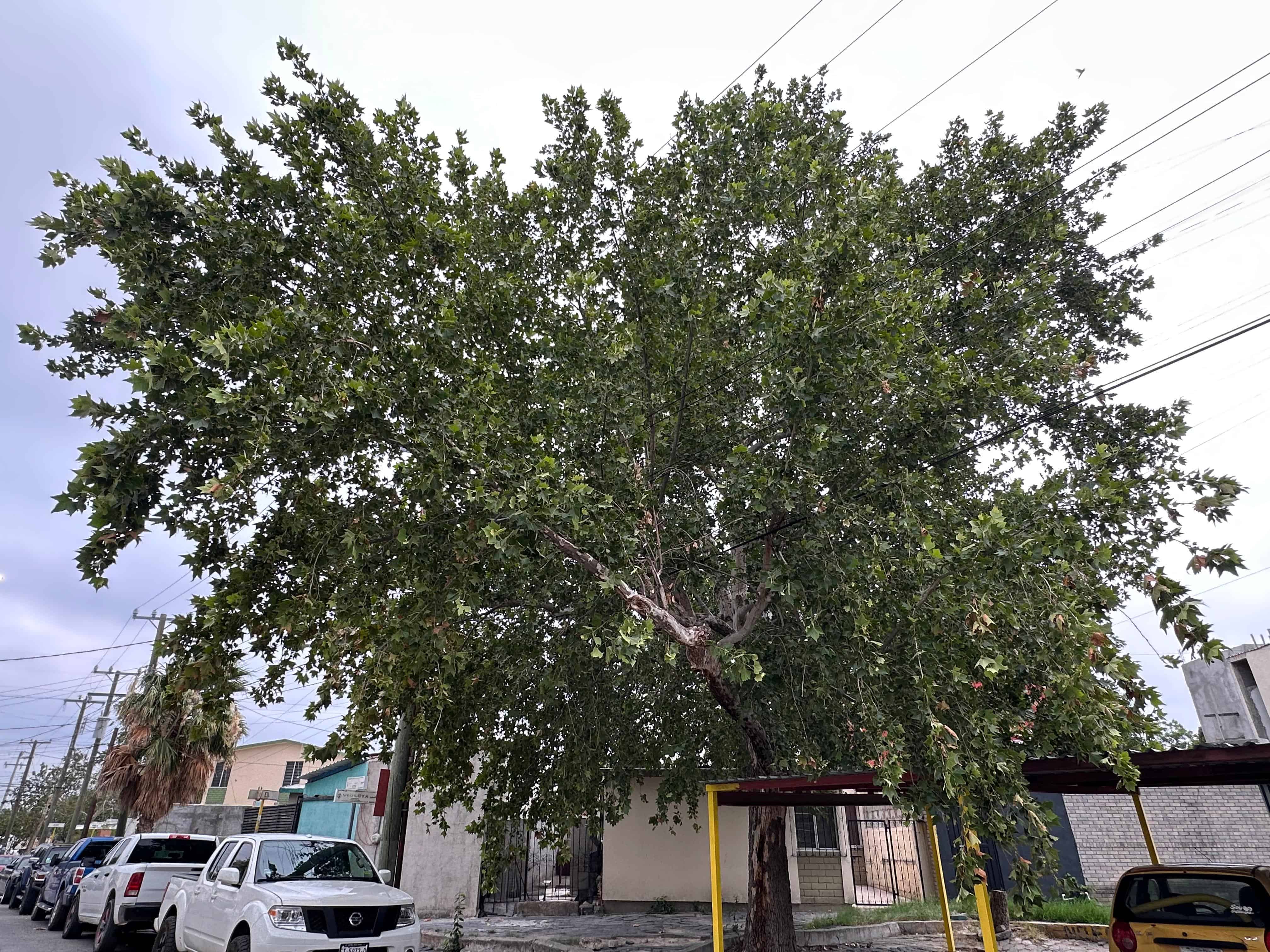 La voz en tu colonia: ABANDONO y COLAPSO en la Fovissste