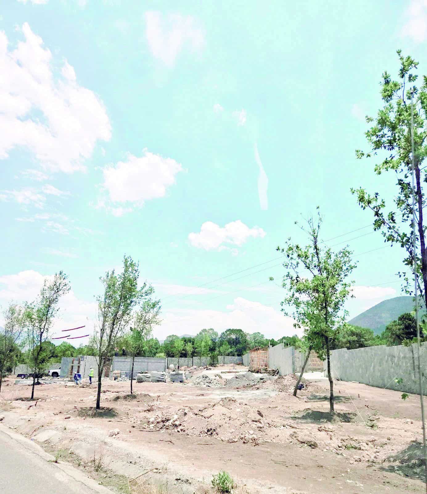 Denuncian tala masiva de pinos