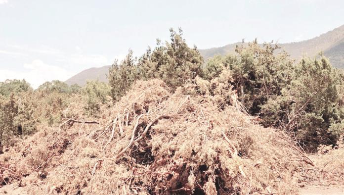 Denuncian tala masiva de pinos