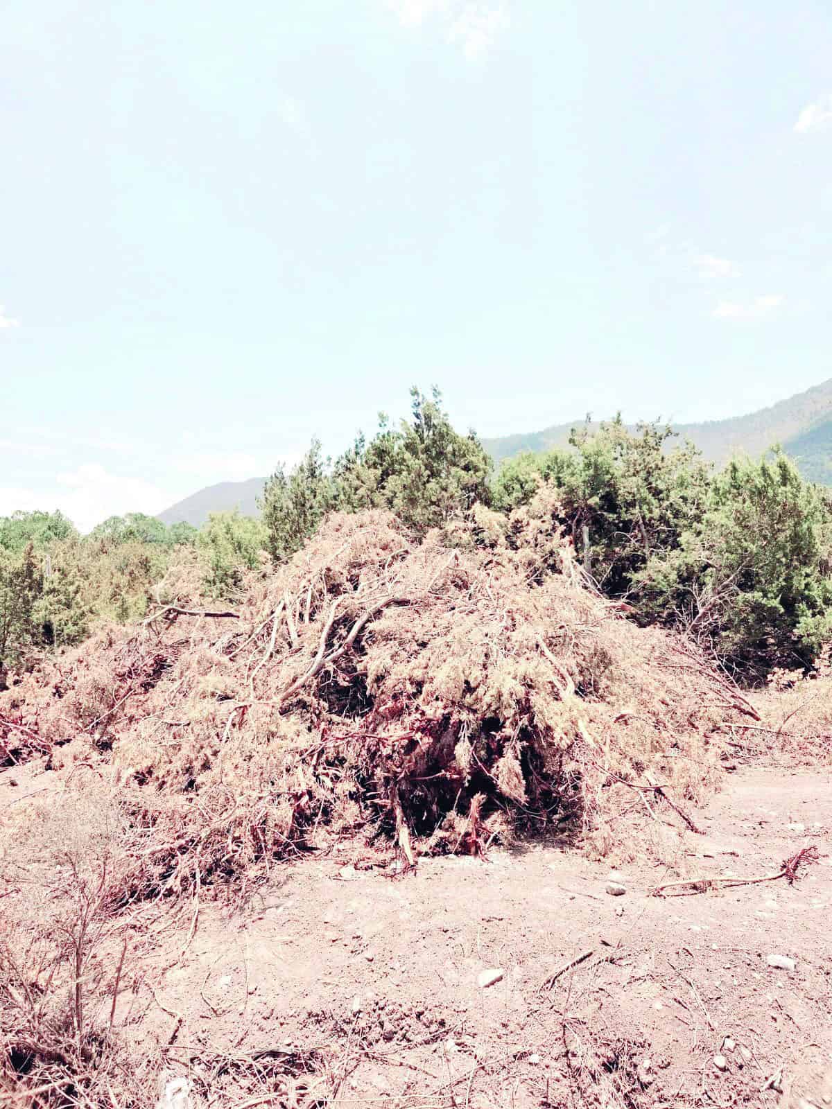 Denuncian tala masiva de pinos Denuncian tala masiva de pinos