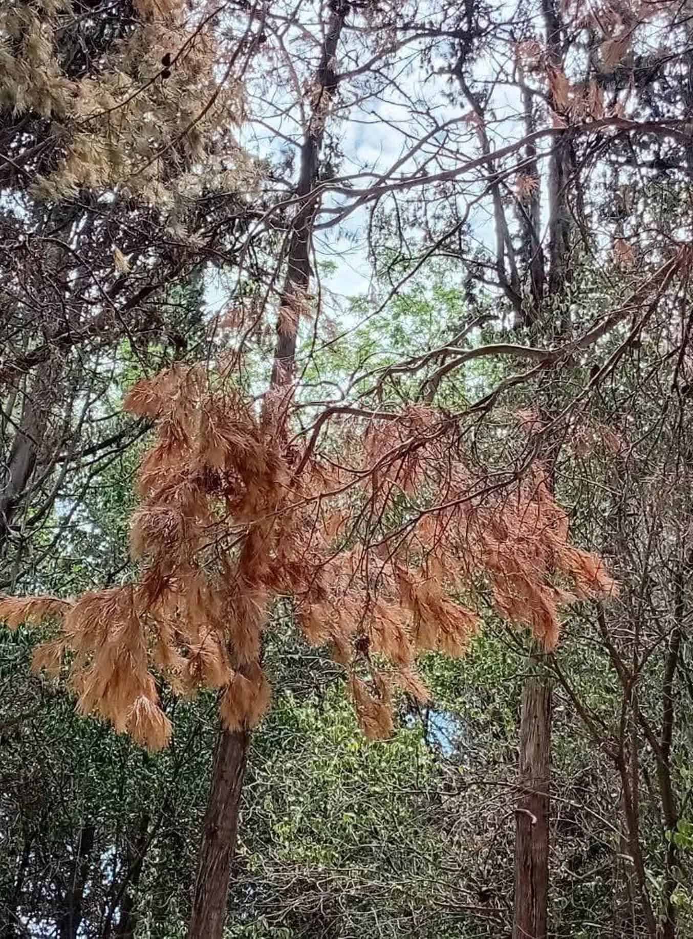 Cuestionan compromiso ambiental de Arteaga