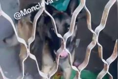 Susana Zabaleta denuncia presunto maltrato animal en Monclova