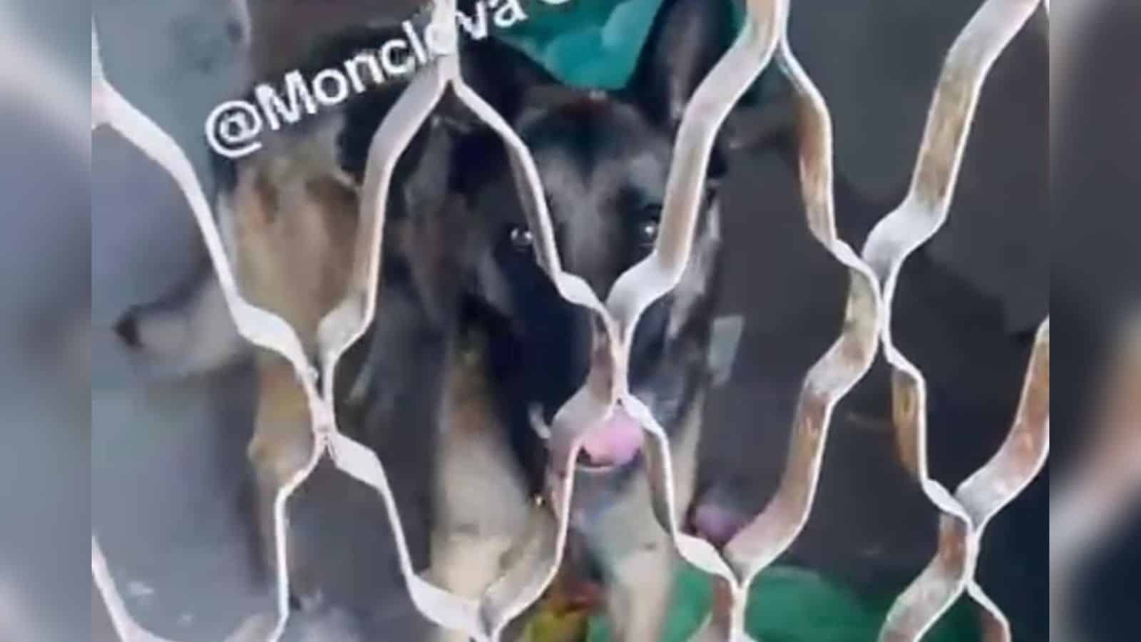 Susana Zabaleta denuncia presunto maltrato animal en Monclova