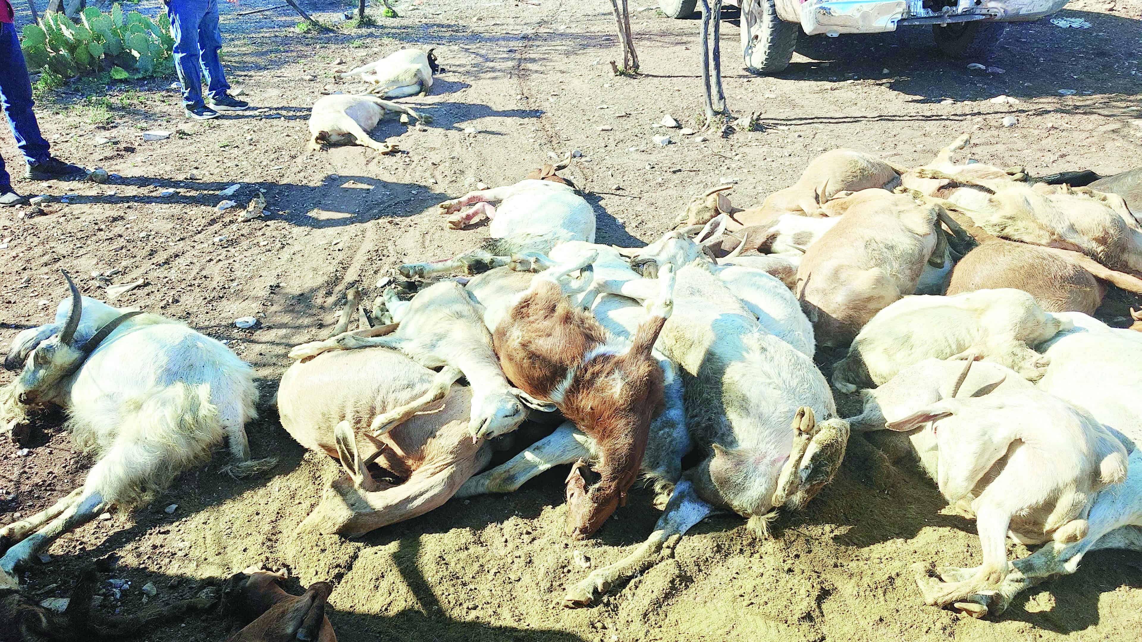 Osos atacan a 60 cabras en Candela y dejan daños por más de 50 mil pesos