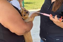 GALERÍA: Más de 300 mascotas reciben atención en jornada de salud en Piedras Negras