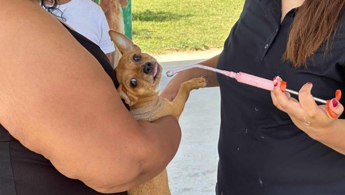 GALERÍA: Más de 300 mascotas reciben atención en jornada de salud en Piedras Negras