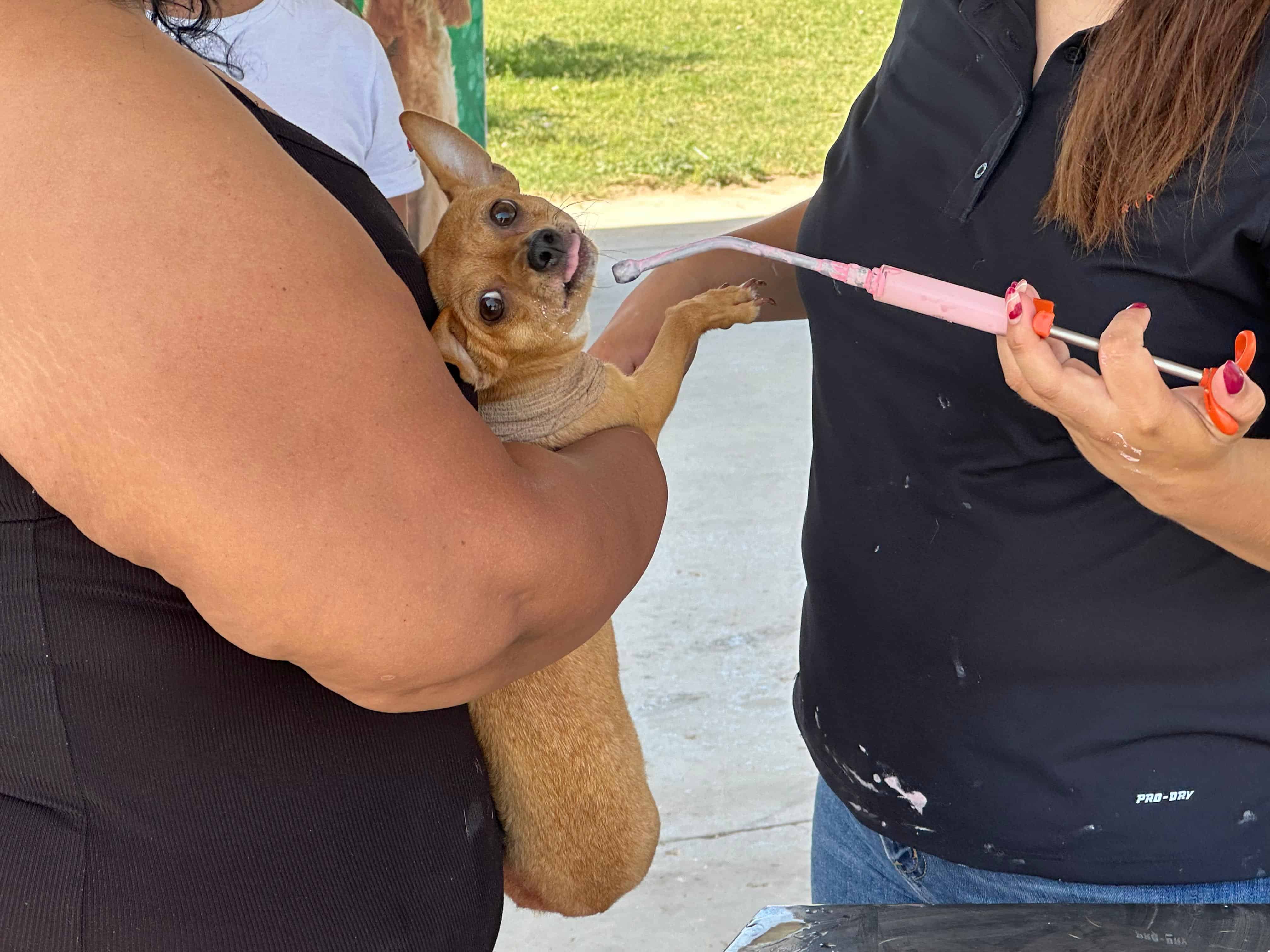 GALERÍA: Más de 300 mascotas reciben atención en jornada de salud en Piedras Negras