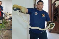 Aumenta presencia de víboras y animales ponzoñosos en Ciudad Acuña