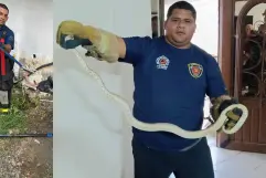 Aumenta presencia de víboras y animales ponzoñosos en Ciudad Acuña