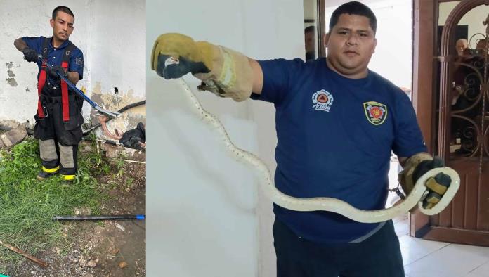 Aumenta presencia de víboras y animales ponzoñosos en Ciudad Acuña