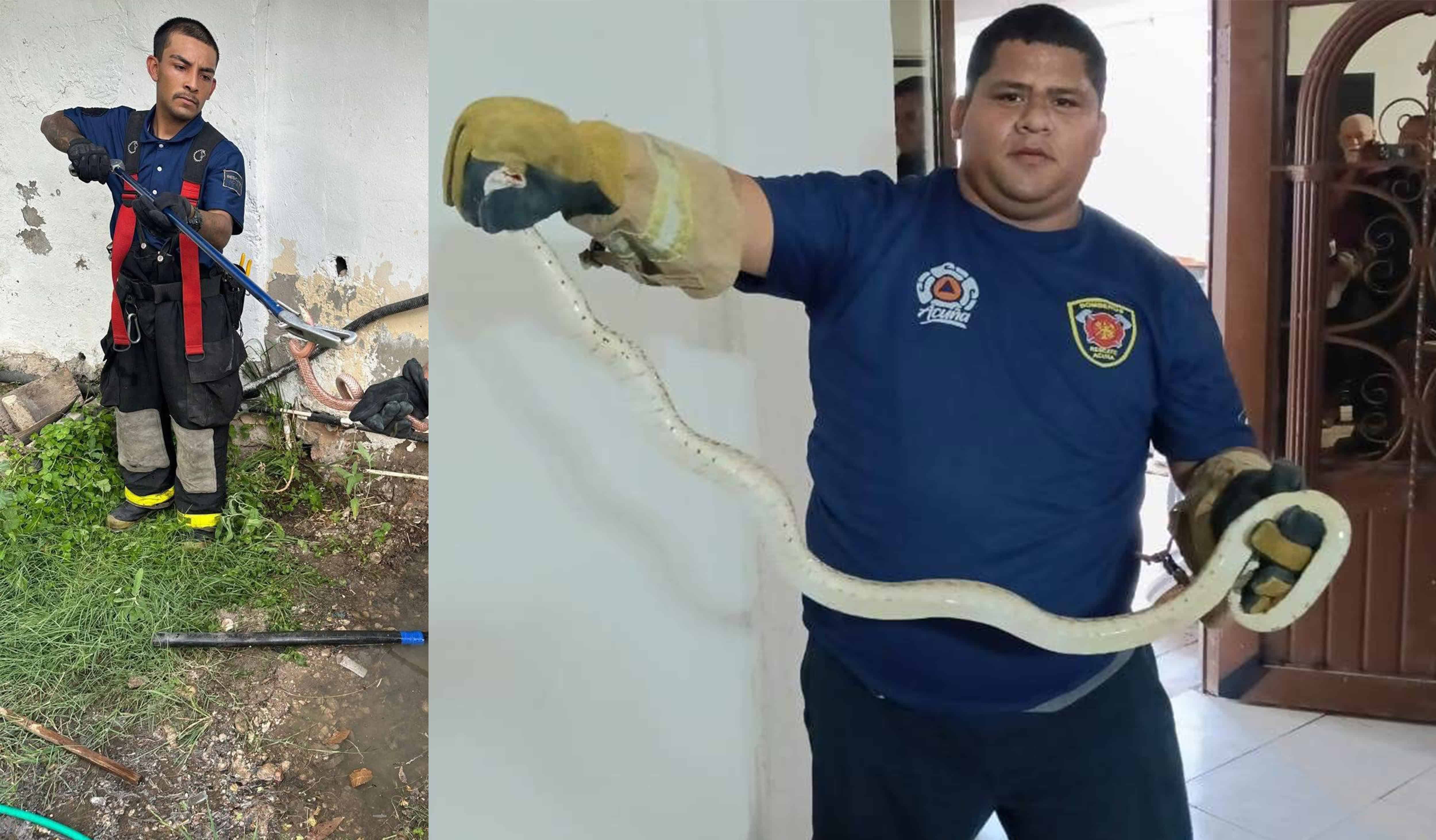 Aumenta presencia de víboras y animales ponzoñosos en Ciudad Acuña