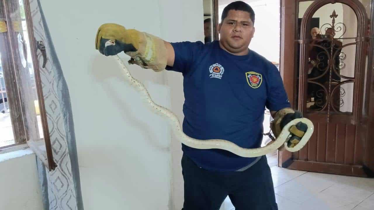 Aumenta presencia de víboras y animales ponzoñosos en Ciudad Acuña