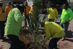 Reforesta Gobierno de Saltillo bulevar Isidro López Zertuche