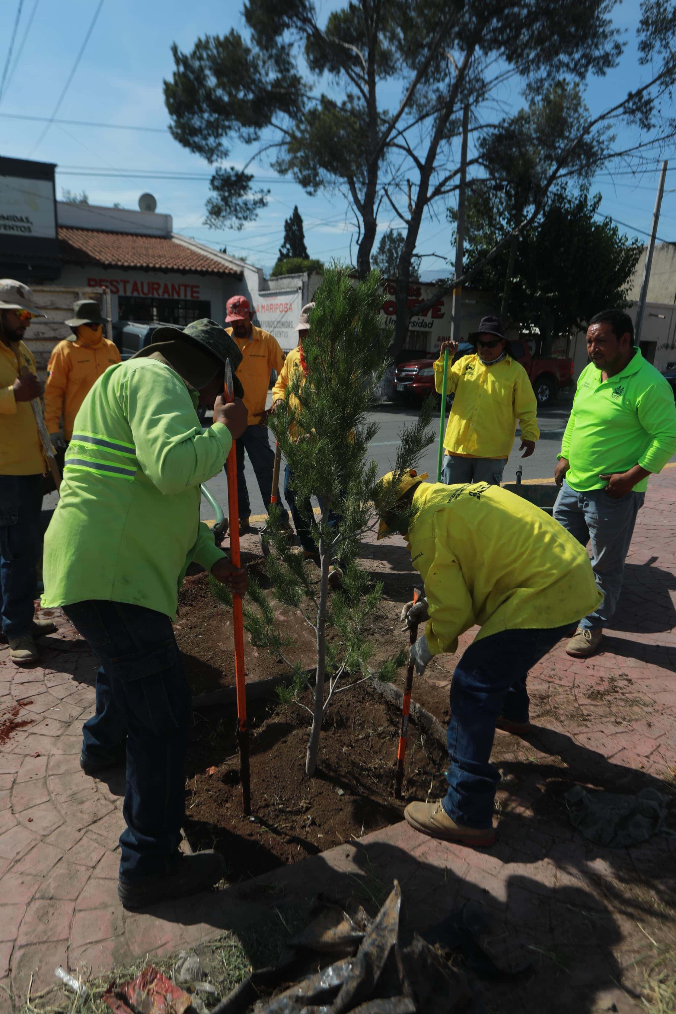 Reforesta Gobierno de Saltillo bulevar Isidro López Zertuche