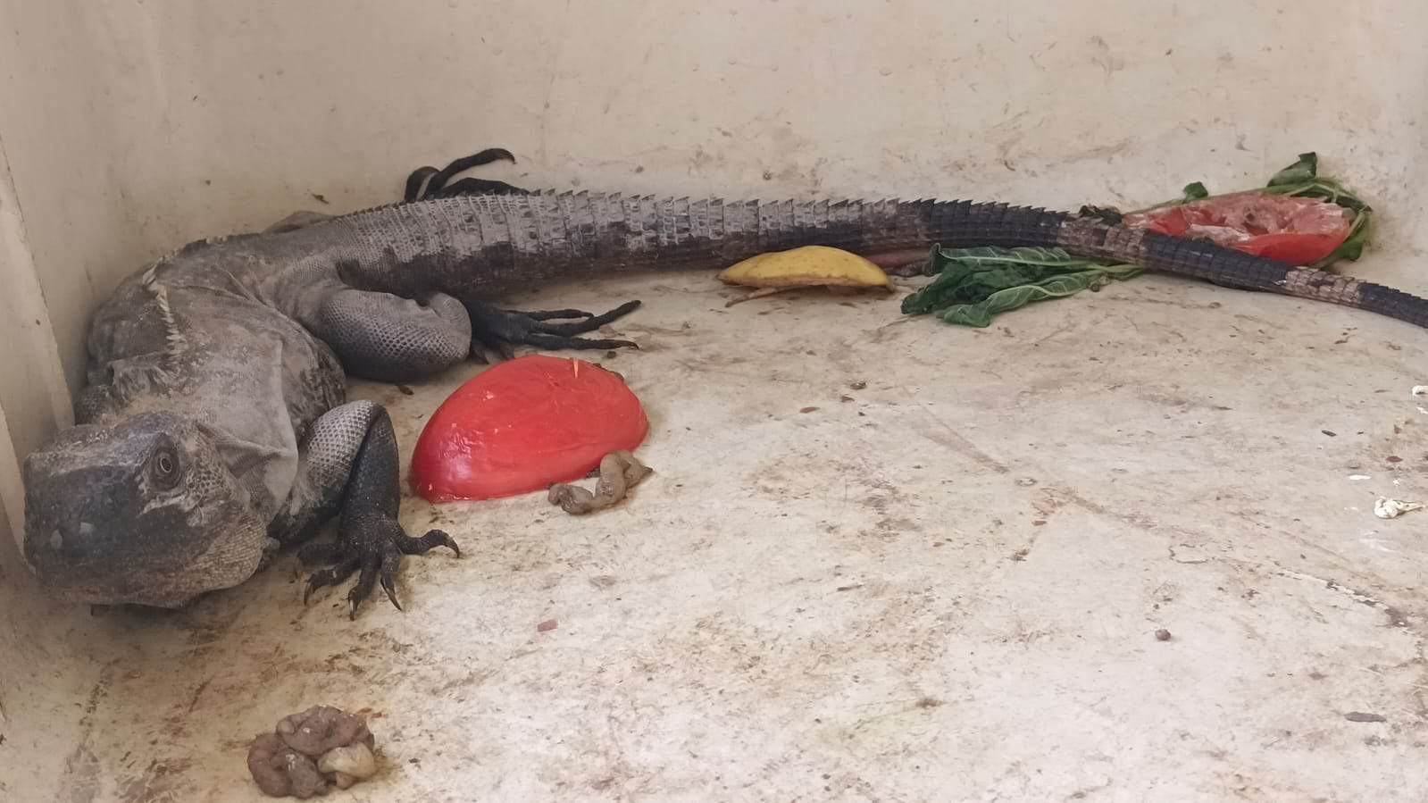 Entregarán iguana negra capturada en Sabinas a Vida Silvestre del Estado