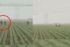 Agentes migratorios persiguen a ilegales en campos agrícolas