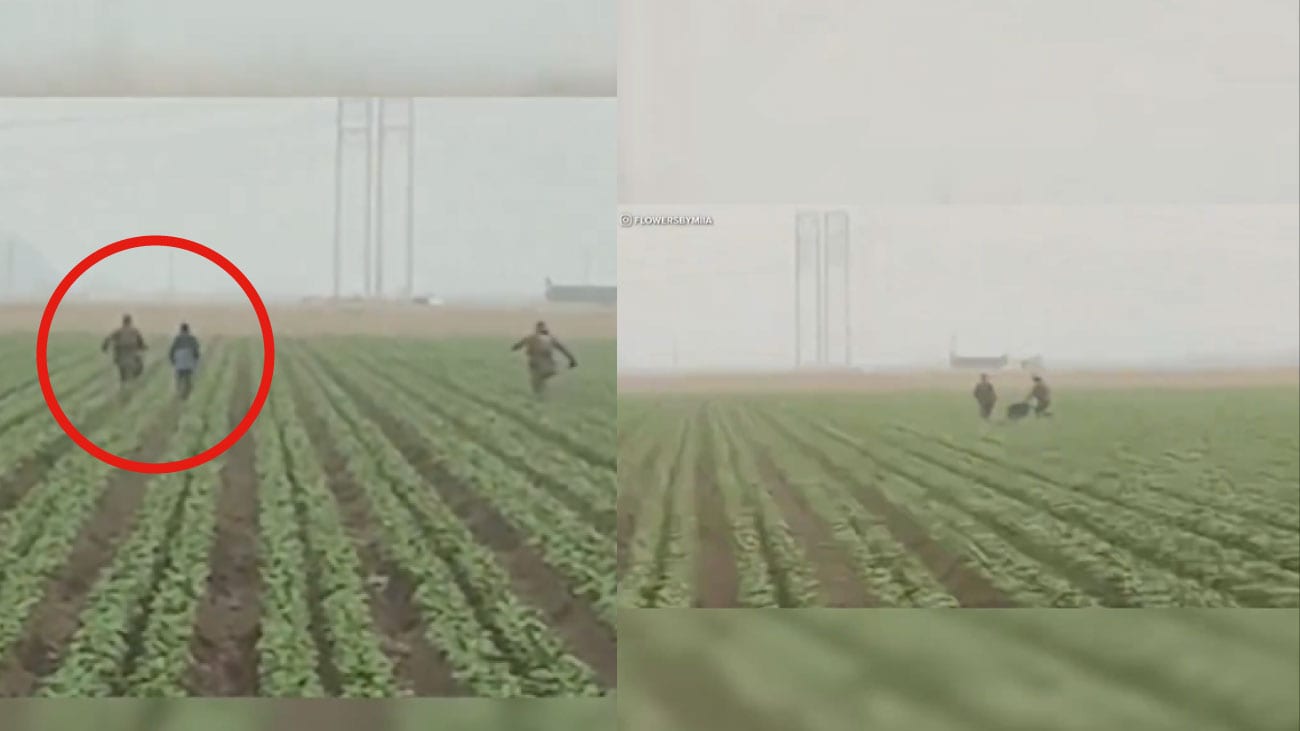 Agentes migratorios persiguen a ilegales en campos agrícolas