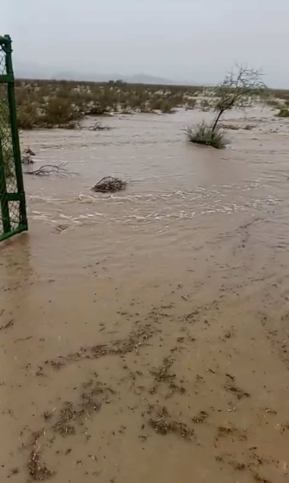 La lluvia regresa a los ranchos de Acuña y renueva la esperanza ganadera