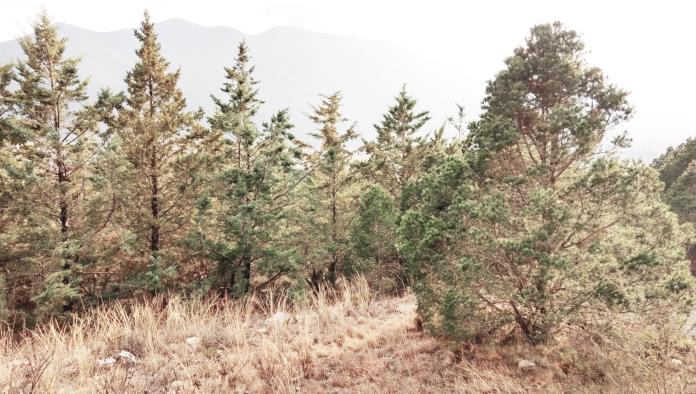 En alerta por una plaga en la sierra