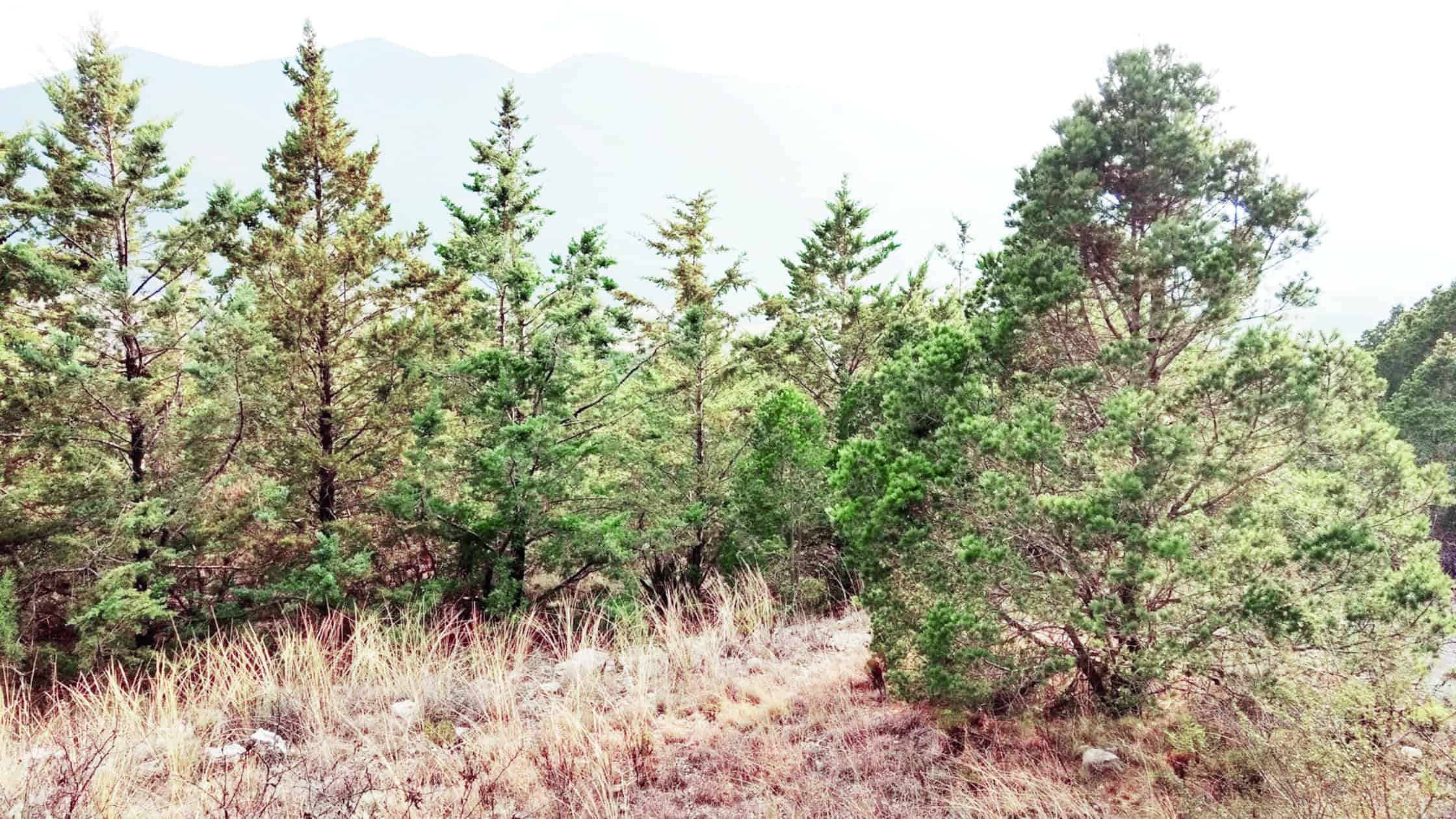 En alerta por una plaga en la sierra En alerta por una plaga en la sierra