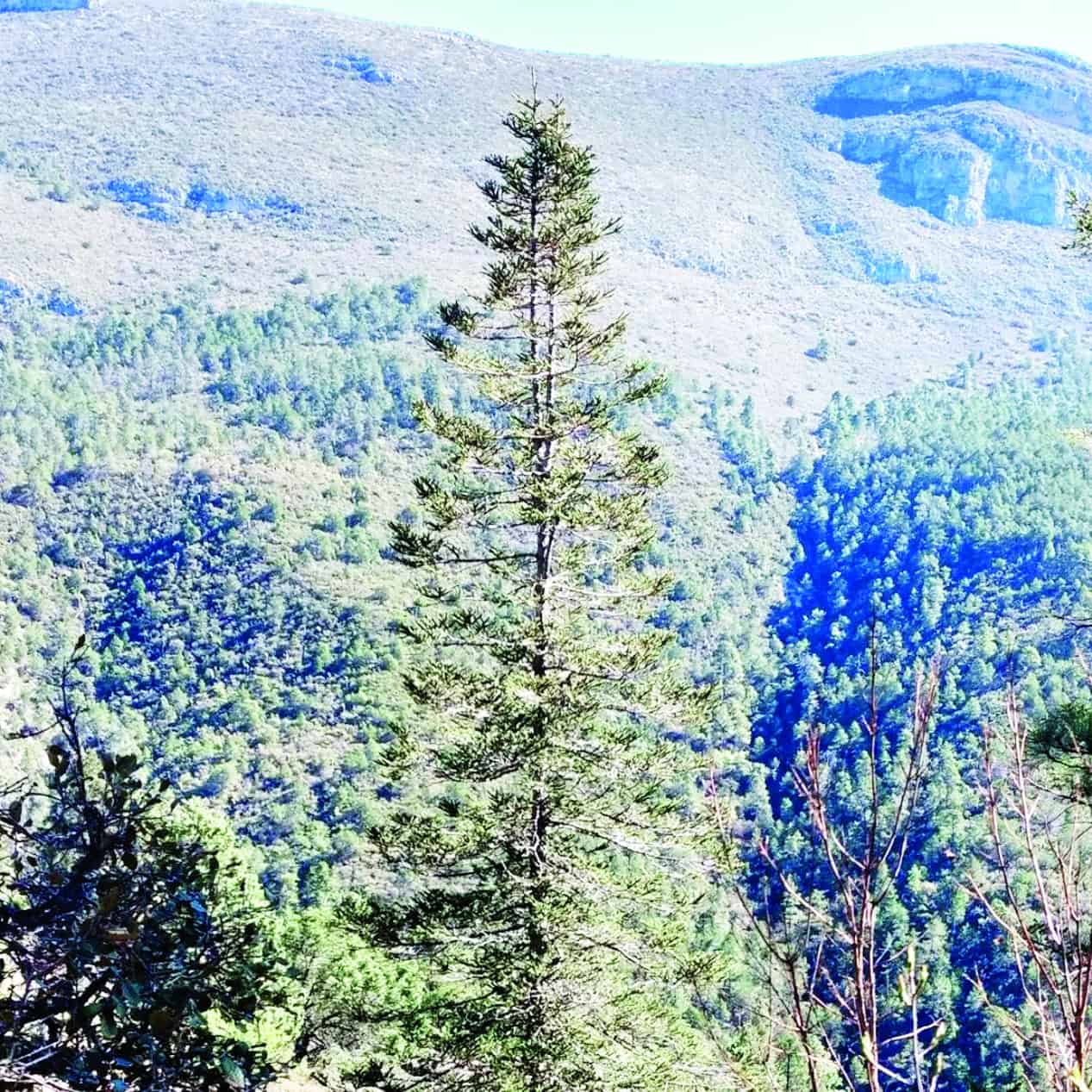 En alerta por una plaga en la sierra