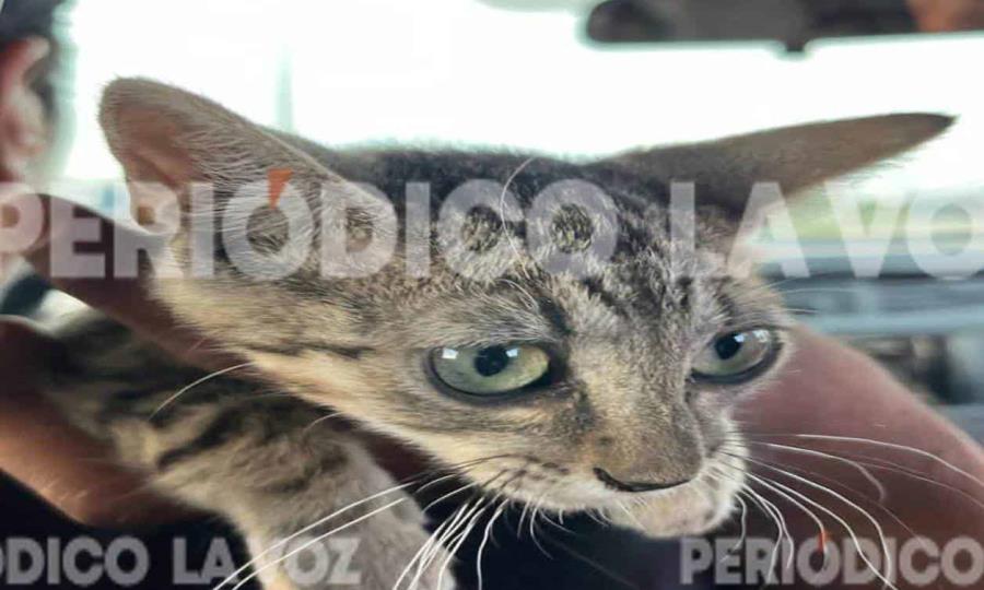Rescatan a gato atrapado en puente Bicentenario; fue entregado a Bomberos