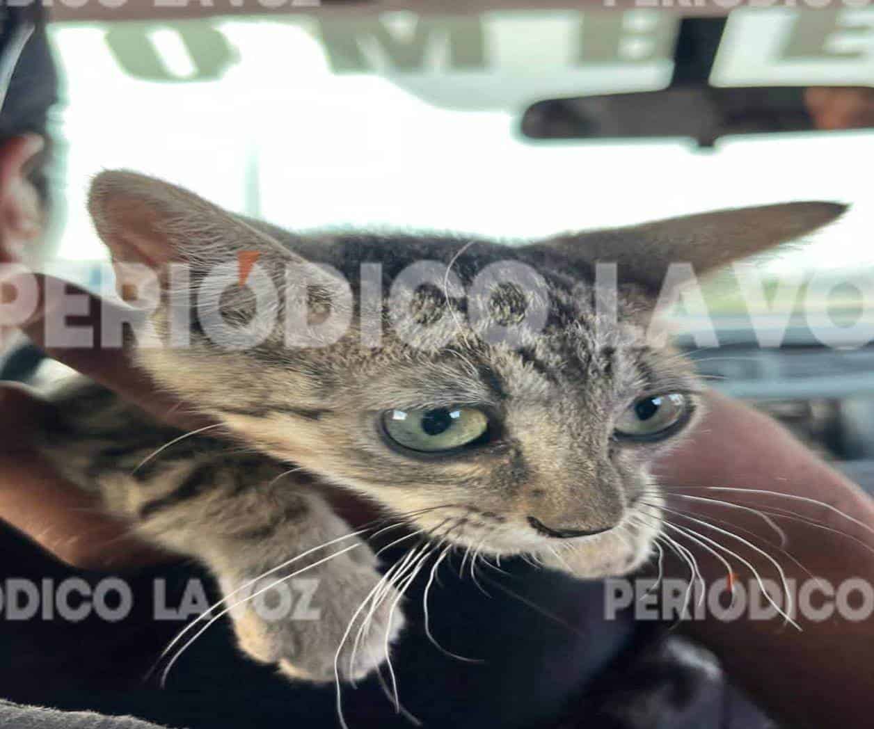Rescatan a gato atrapado en puente Bicentenario; fue entregado a Bomberos