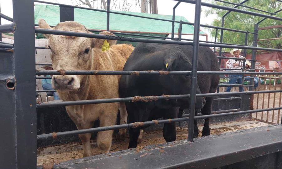 México intensifica acciones para erradicar el gusano barrenador del ganado y reactivar exp