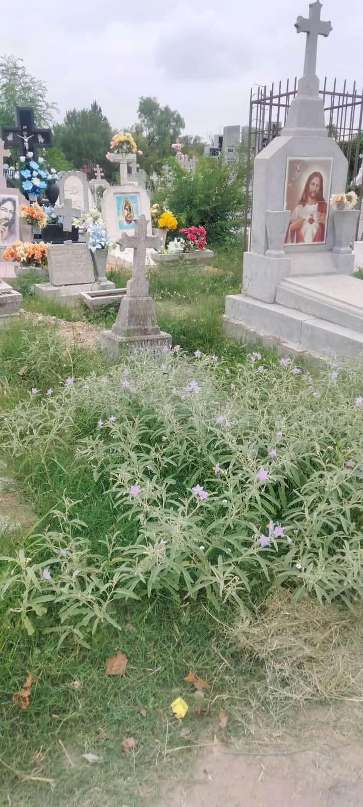 Indignación en el Día del Padre: Panteones de Piedras Negras, en completo abandono