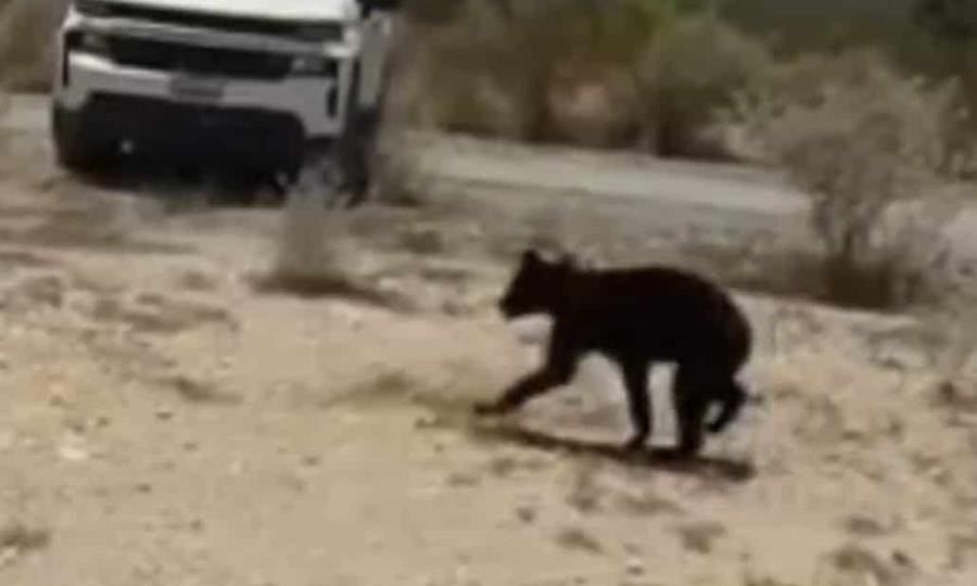 Liberan a oso negro capturado en colonia de Monclova; fue reubicado en su hábitat