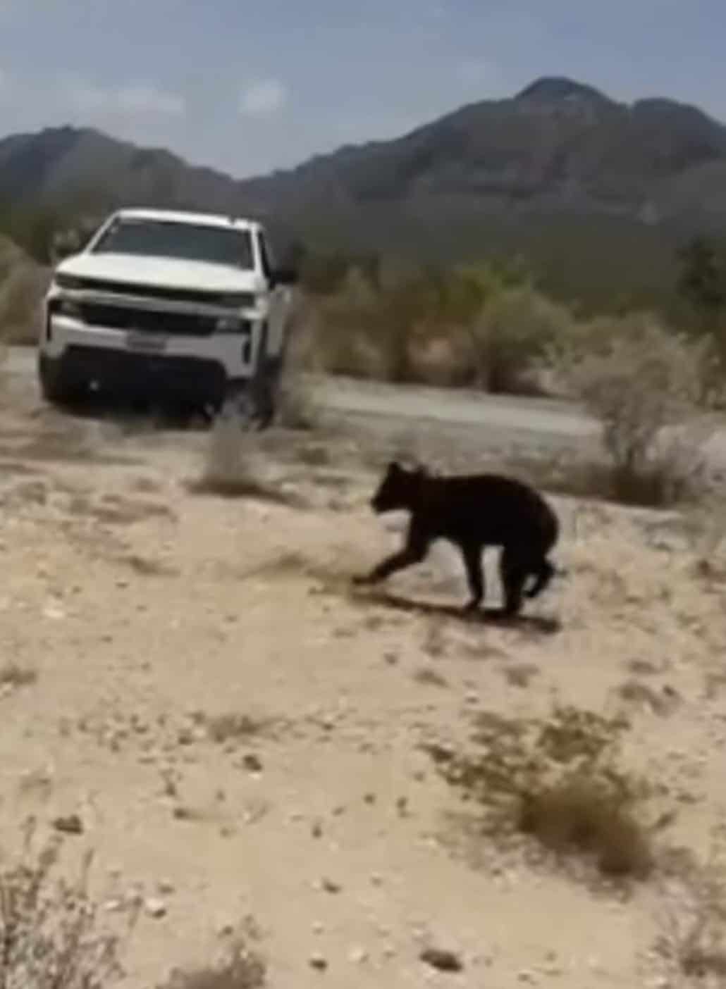 Liberan a oso negro capturado en colonia de Monclova; fue reubicado en su hábitat