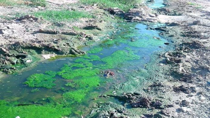 La voz en tu colonia: Foco de infección en Ampliación Santa Rosa