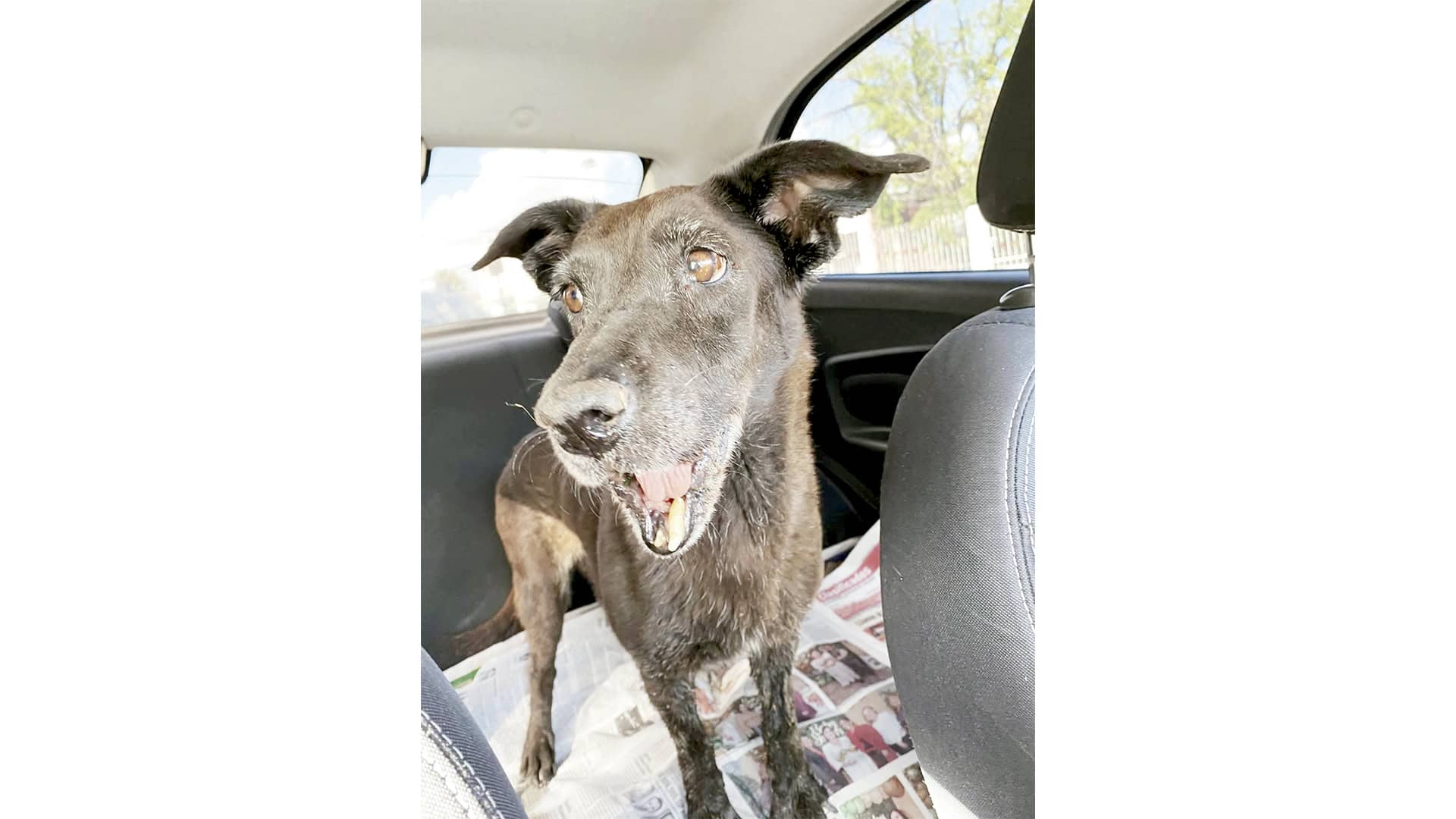 Maltrato animal en Frontera: perrita con alambre en la lengua y fractura de mandíbula