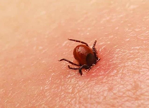 Descartan caso sospechoso de Rickettsia en Piedras Negras