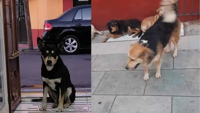 Hoy Allende lanza campaña para retirar animales de la calle y prevenir riesgos sanitarios